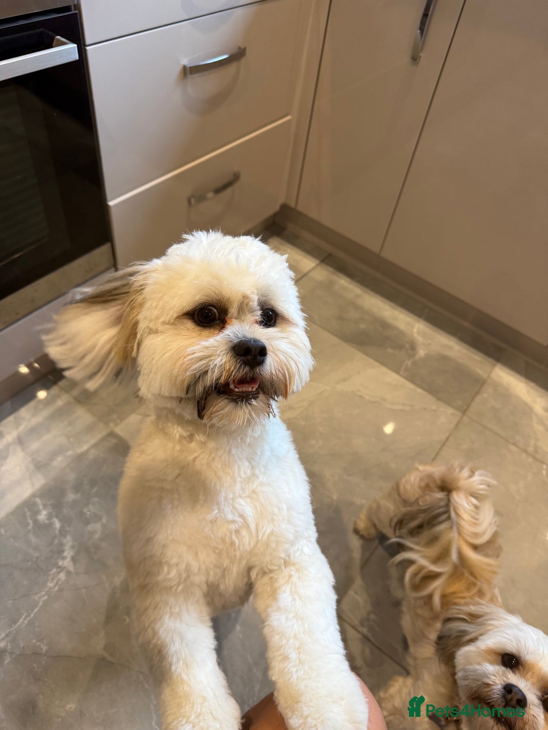 Lhasa Apso dogs for sale: 6 beautiful Lhasa apsos  - Image 24