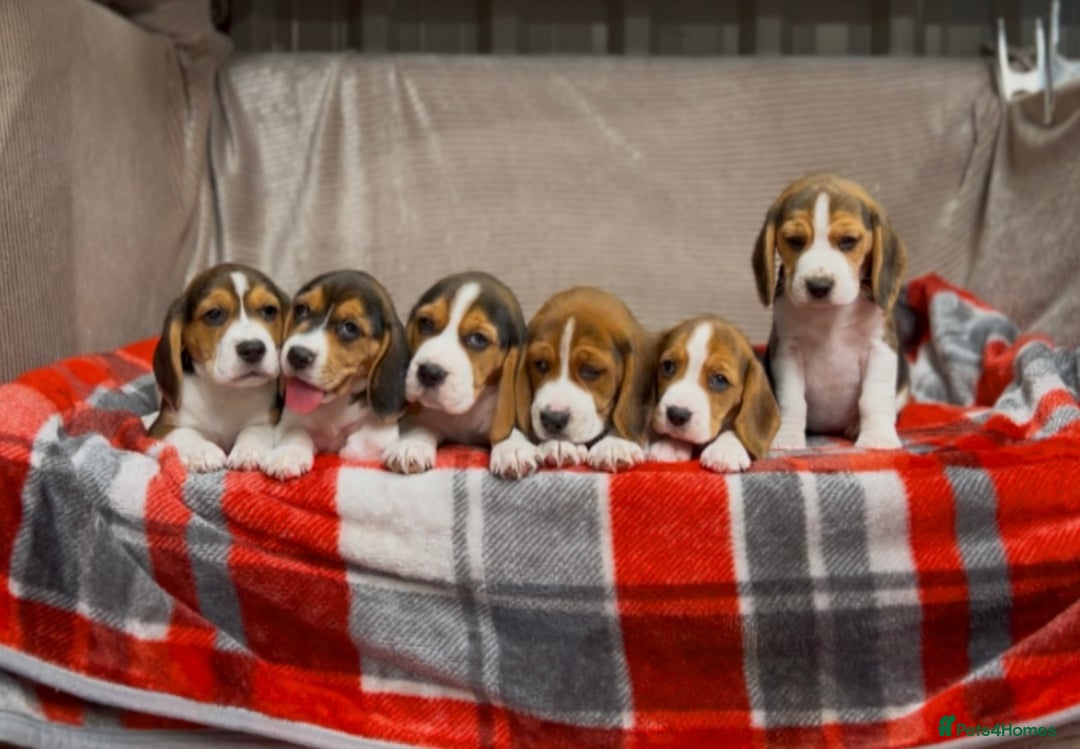 Beagle dogs for sale: SUPER CHUNKY KC SHOW BEAGLE PUPPIES - Image 23