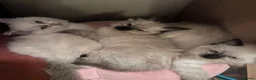 Ragdoll cats for sale: Ragdoll kittens for sale - Advert 15