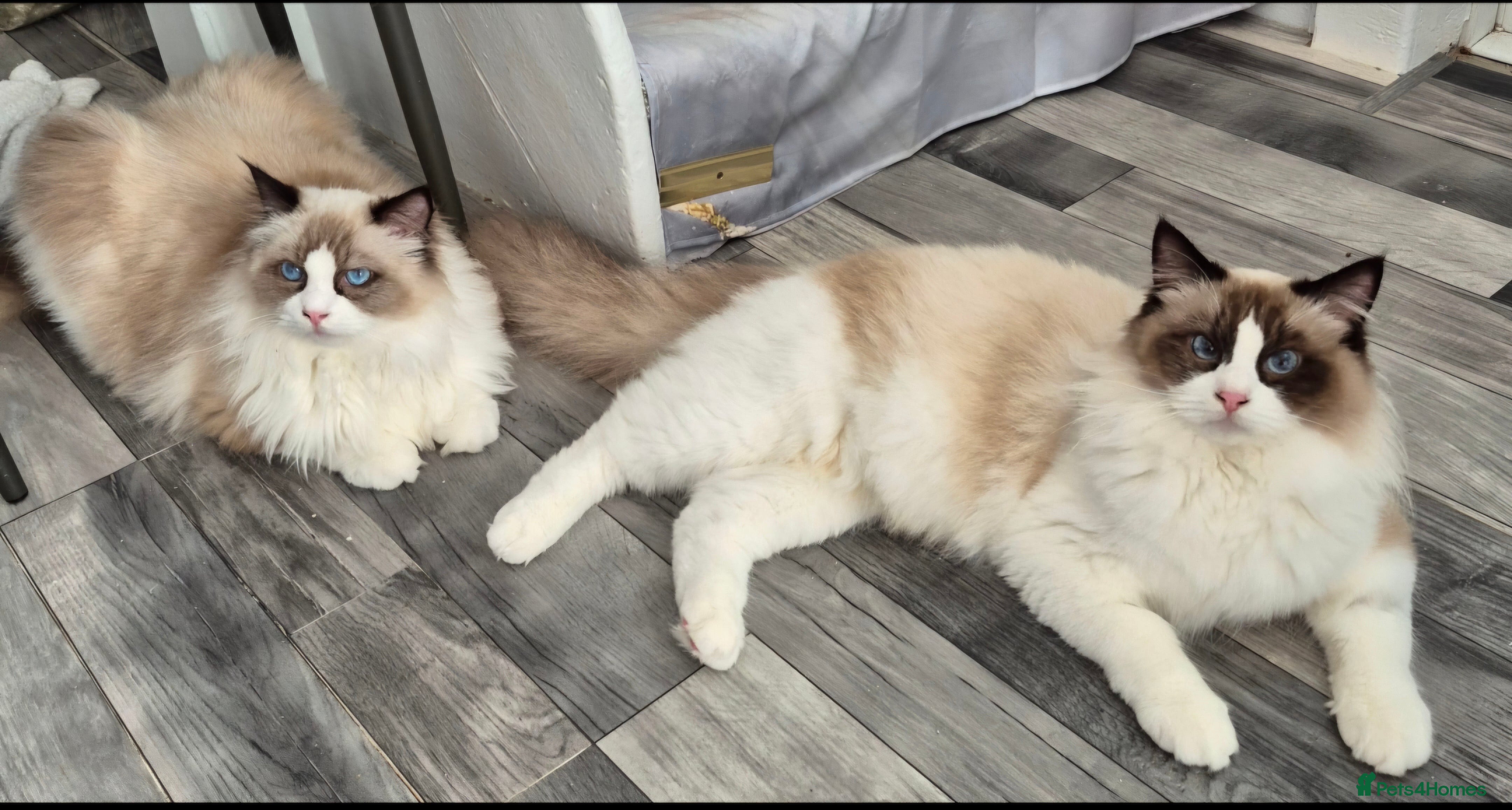 Ragdoll cats Premium Seal Bicolour  Boys 💖💖💖 - Advert 9