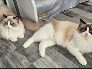 Ragdoll cats Premium Seal Bicolour Boys 💖💖💖 - Advert 14