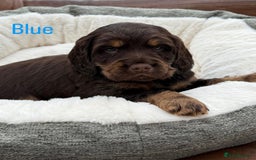 Cocker Spaniel dogs for sale: Working cross Show Cocker Spaniel puppies - Image 9