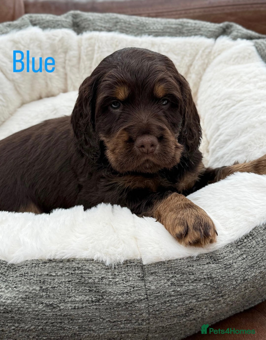 Cocker Spaniel dogs for sale: Working cross Show Cocker Spaniel puppies - Image 9