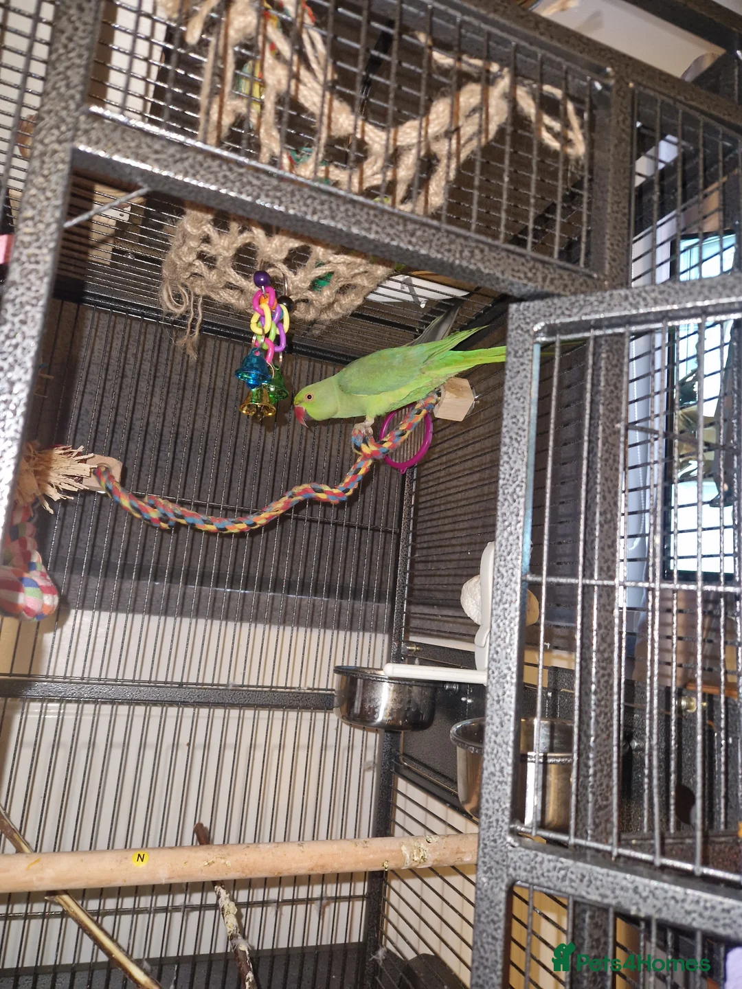 Ringnecks birds for sale: Green Indian ringneck in Maesteg - Advert 3