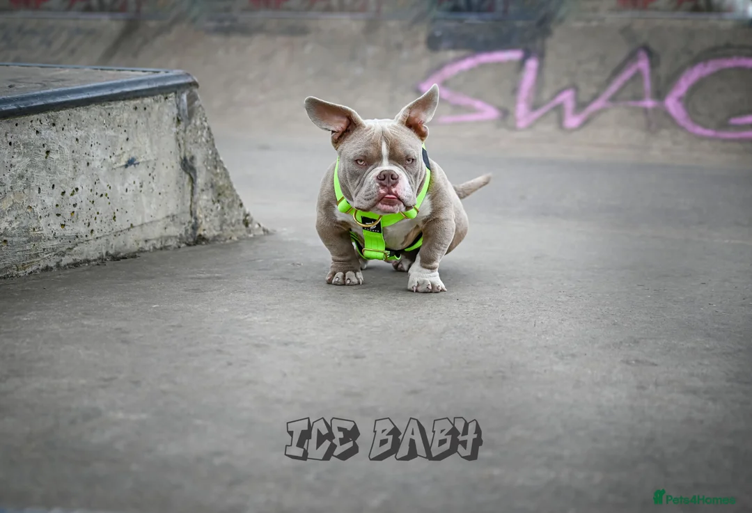 American Bully dogs for stud: 🏆 Top Tier ICE BABY Stand at Stud - Advert 2