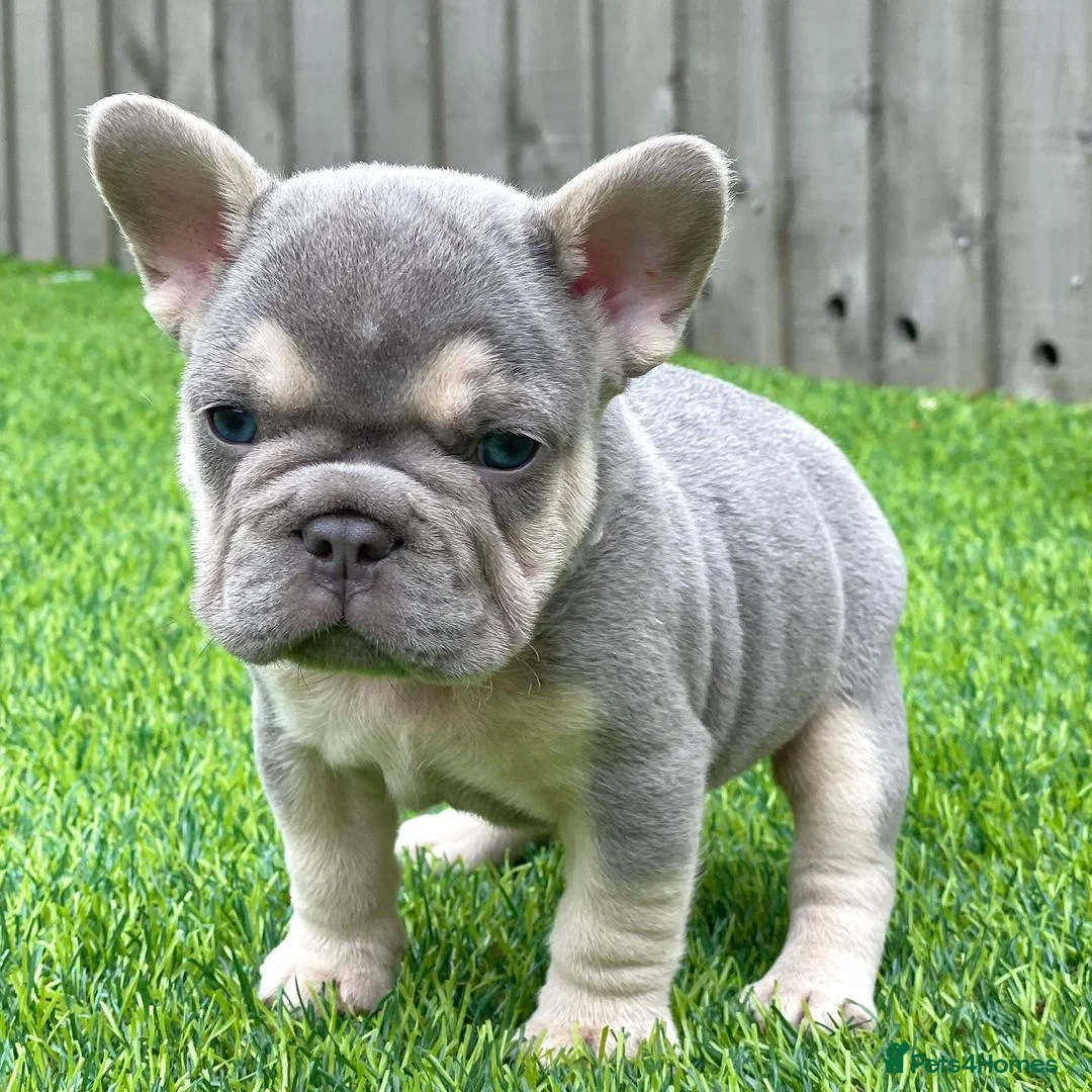 French Bulldog dogs for stud: "THE STIG" LILAC AND TAN PLATINUM FLUFFY CARRIER  in Manchester - Advert 2