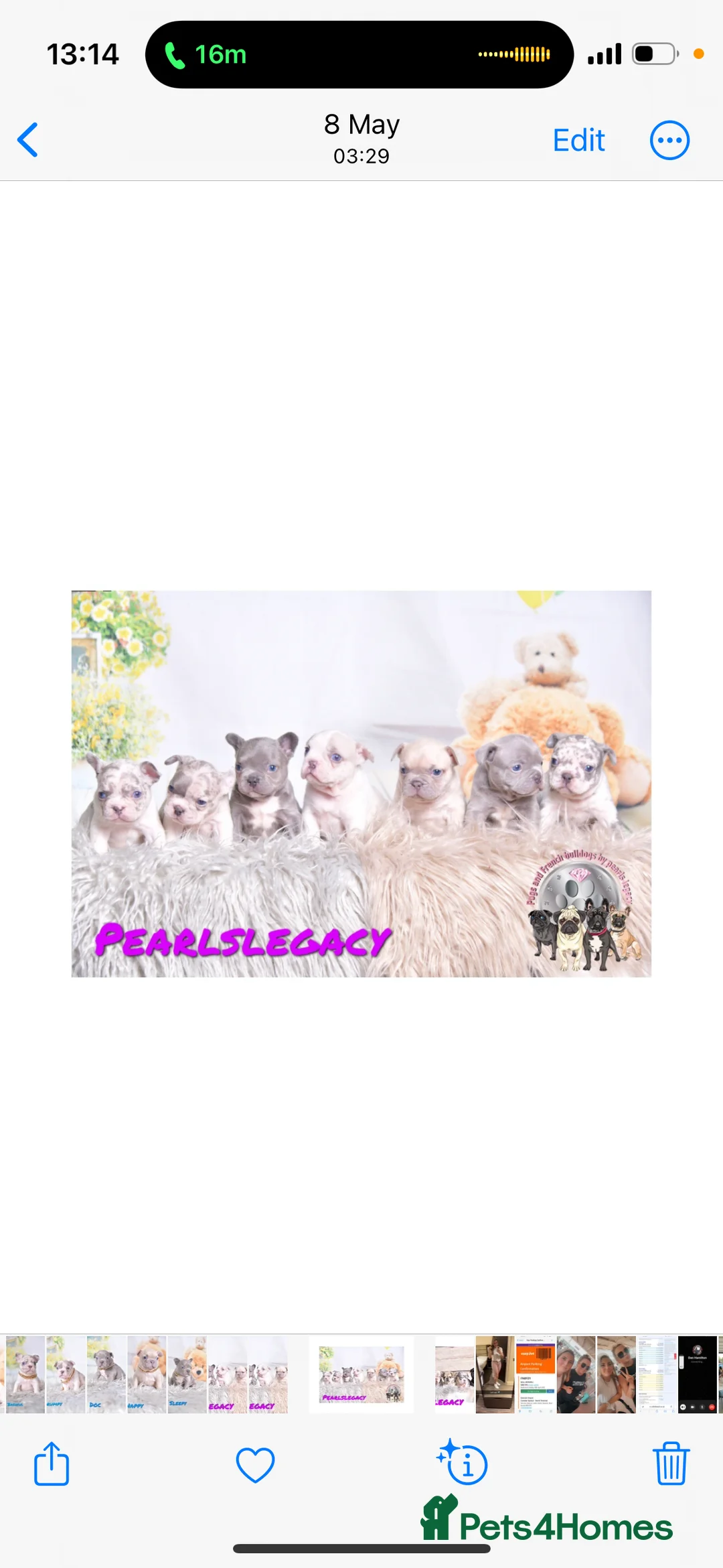 French Bulldog dogs for stud: New shade Isabella Merle fluffy carrier  in Hastings - Advert 10
