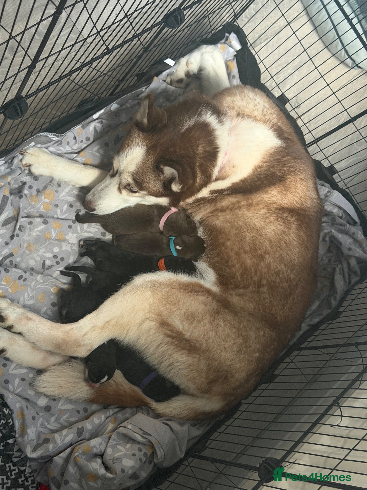 Mixed Breed dogs Puppy’s for finding there forever home  - Advert 2
