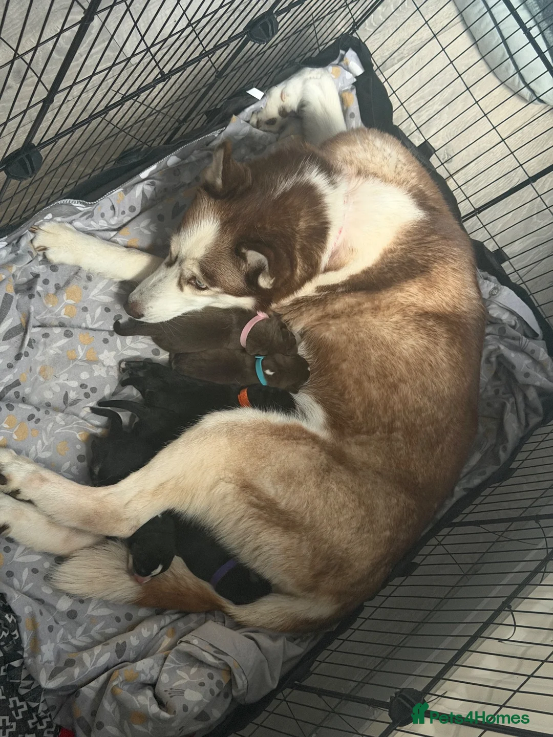 Mixed Breed dogs for sale: Puppy’s for finding there forever home  in Stockton-on-Tees - Advert 1