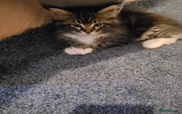 Maine Coon cats for sale: Maine coon ragdoll Cross  - Image 4