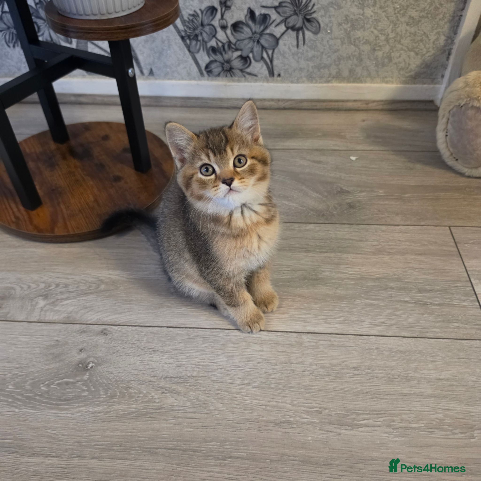 Scottish Fold cats 3 gorgeous Scottish fold kittens left♡left - Advert 2