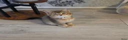 Scottish Fold cats for sale: 3 gorgeous Scottish fold kittens left♡left - Advert 2