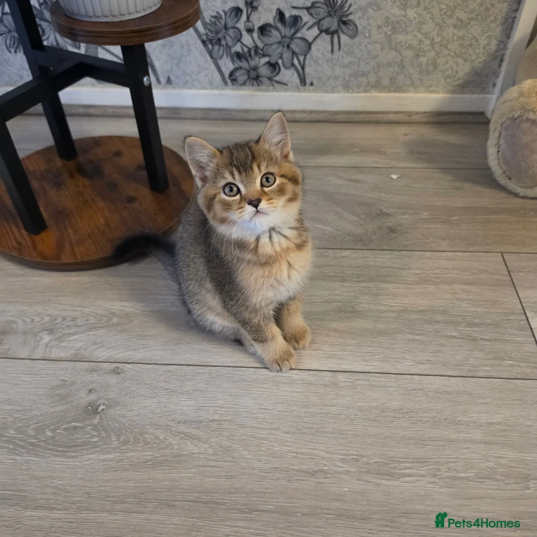Scottish Fold cats for sale: 3 gorgeous Scottish fold kittens left♡left - Advert 2