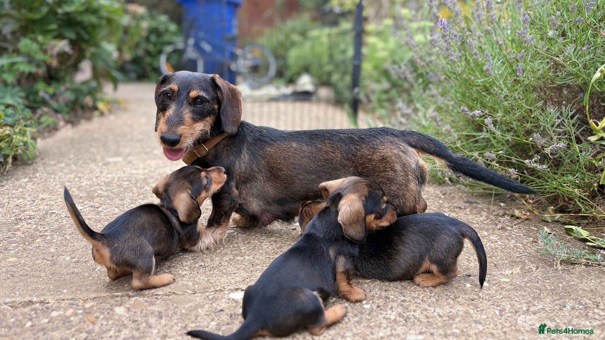Miniature Dachshund dogs Miniature Daschunds - Advert 1