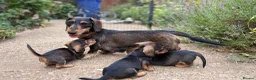 Miniature Dachshund dogs for sale: Miniature Daschunds - Advert 1