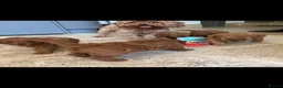 Cavapoo dogs for sale: Cavapoo pups  - Advert 8