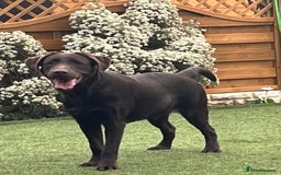 Labrador Retriever dogs for sale: Chocolate lab  - Image 3