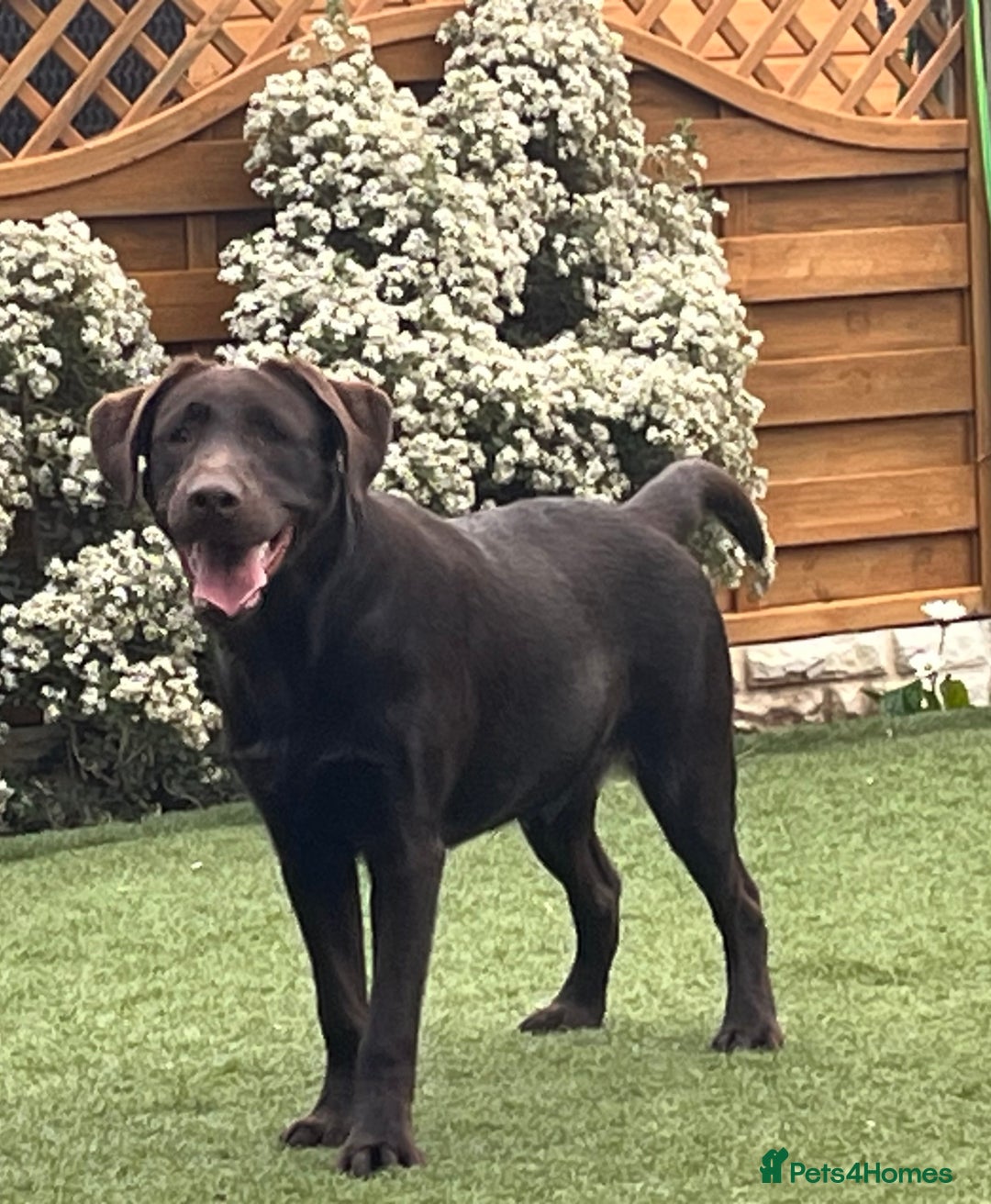 Labrador Retriever dogs for sale: Chocolate lab  - Image 3