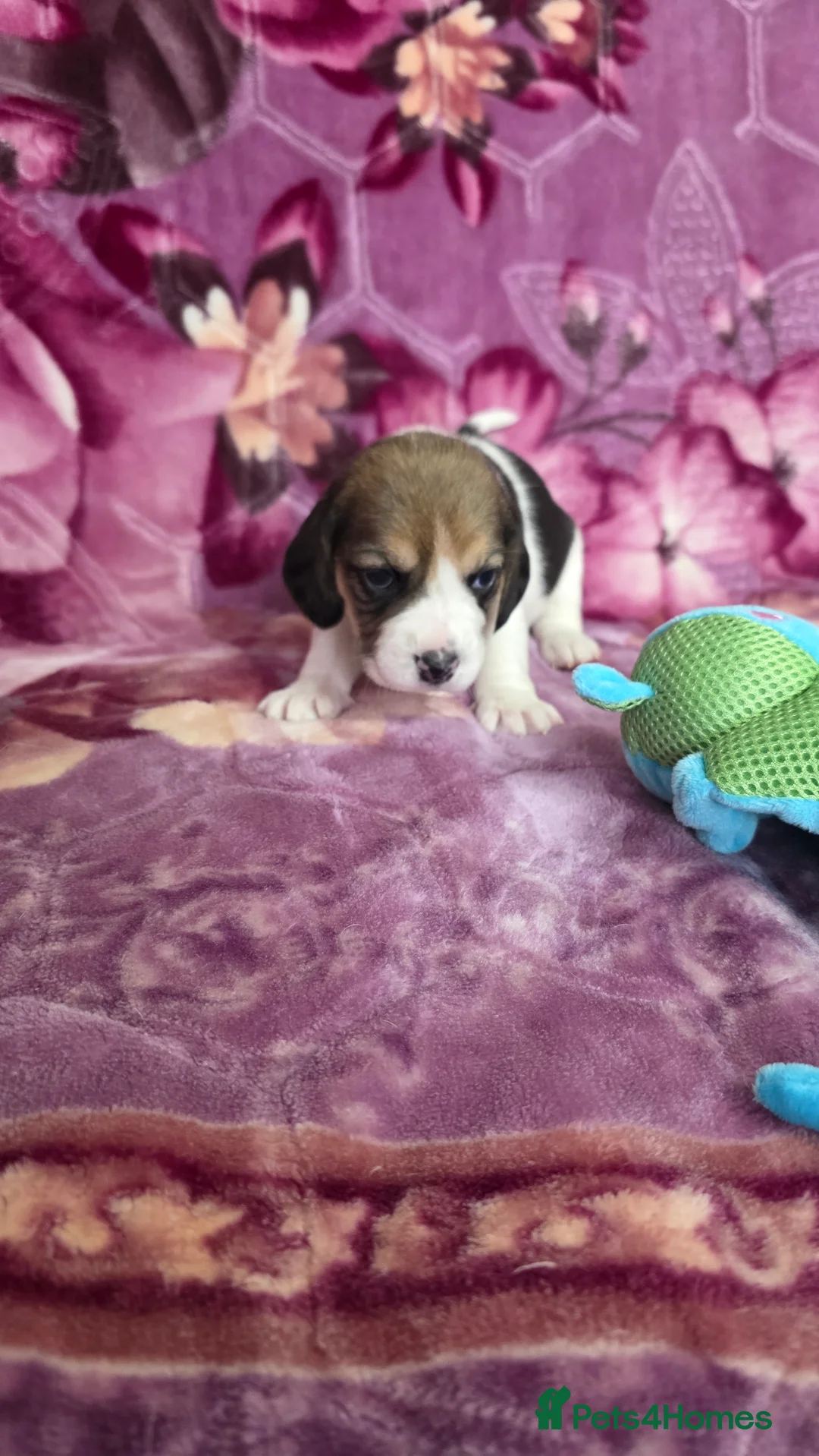 Beagle dogs for sale: Beautiful Beagle puppies looking for loving homes - Advert 20