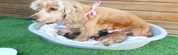 Cocker Spaniel dogs for sale: Beautiful show type cocker spaniel puppy’s  - Advert 17