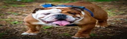 English Bulldog dogs for stud: KC Reg - Deep Red and White -Gold Health Test in Warrington - Advert 6