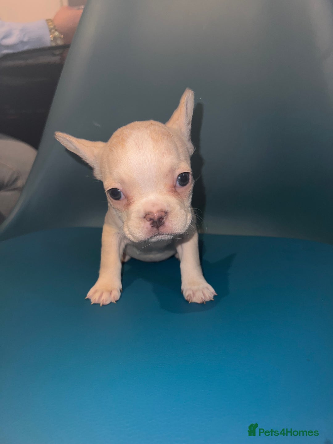 French Bulldog dogs for sale: French Bulldogs - Advert 9