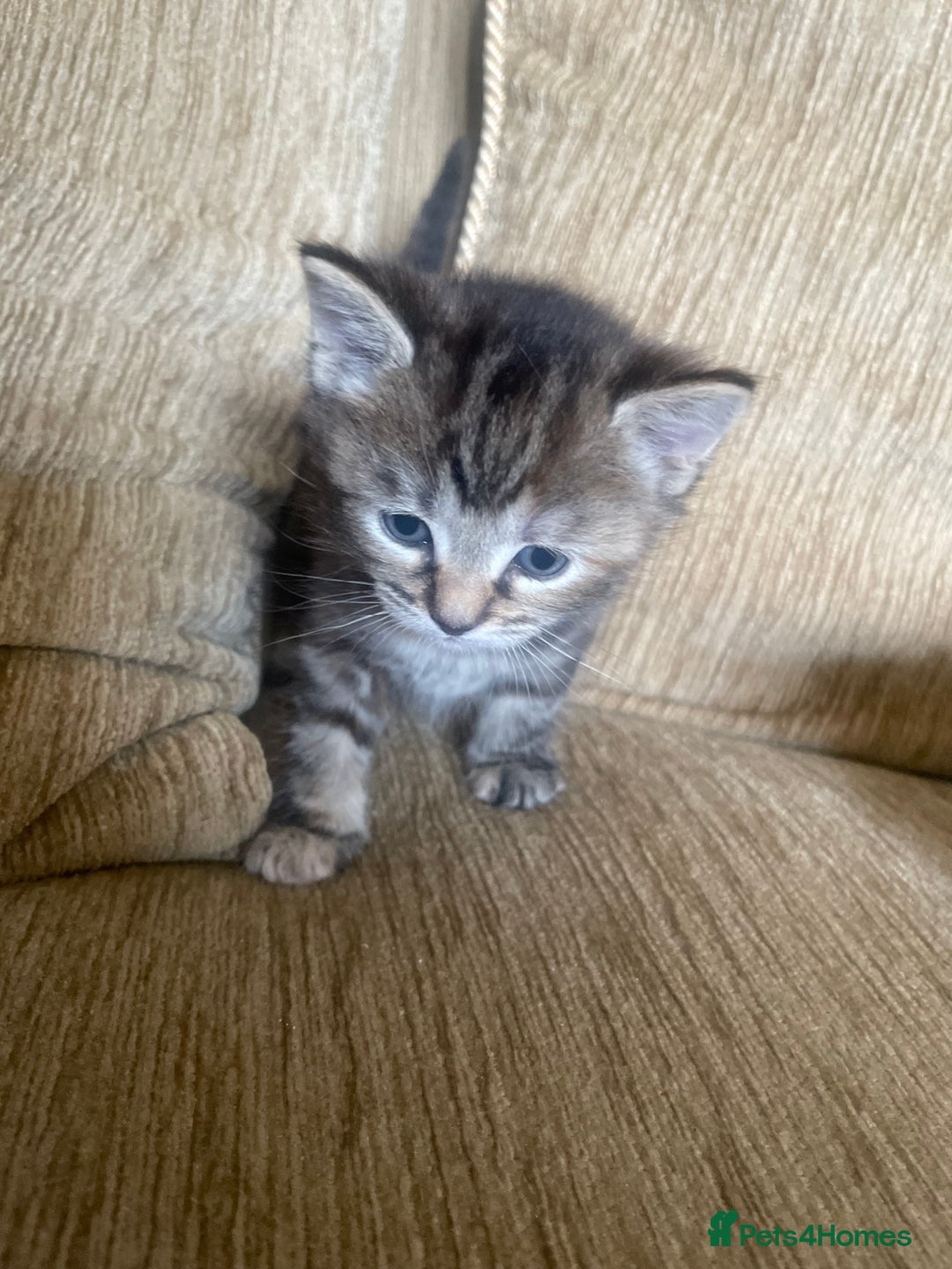British Shorthair cats for sale: 1 female tortoiseshell  - ready now  in Southampton - Image 5