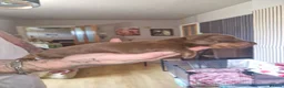 Miniature Dachshund dogs for sale: Miniature-dachshund  - Advert 7
