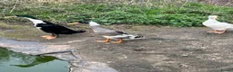 Ducks poultry for sale: Two Male Friends Indian Runner Ducks -  - Advert 3