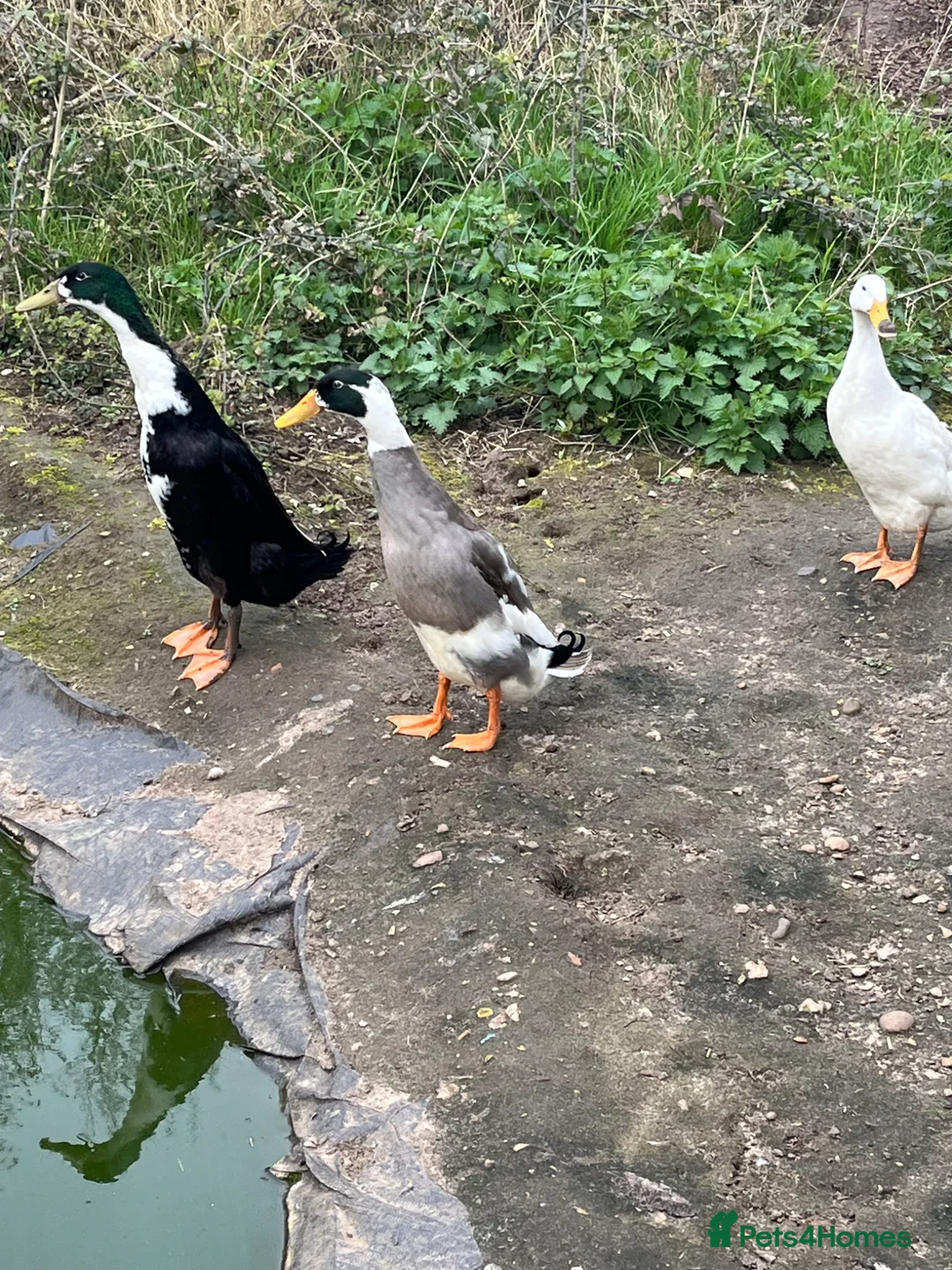 Ducks poultry for sale: Two Male Friends Indian Runner Ducks -  - Advert 3