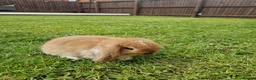 Mini Lop rabbits for sale: Mini Lop rabbit - Advert 6