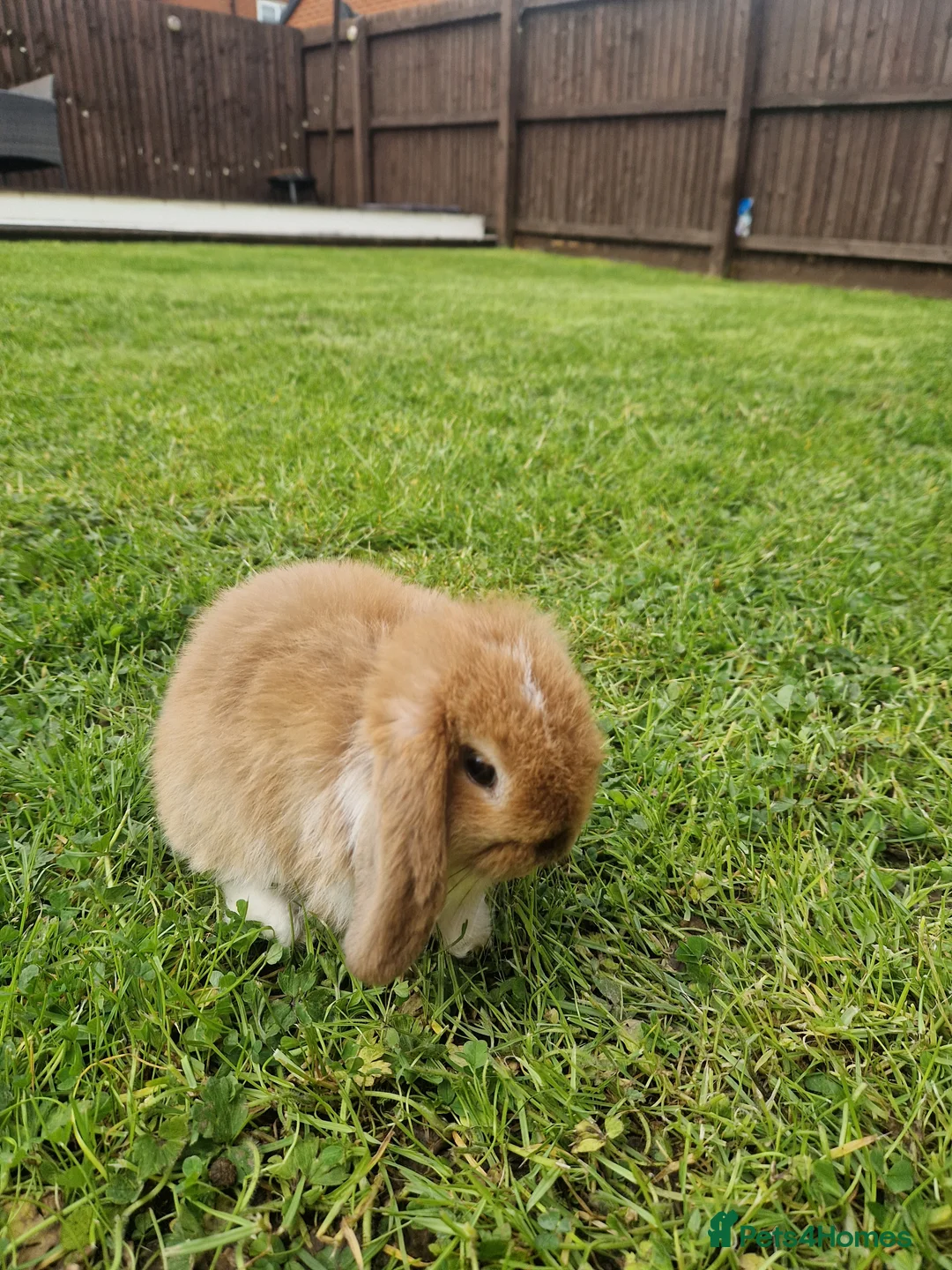 Mini Lop rabbits for sale: Mini Lop rabbit - Advert 6