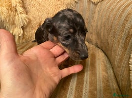 Miniature Dachshund dogs - Advert 11