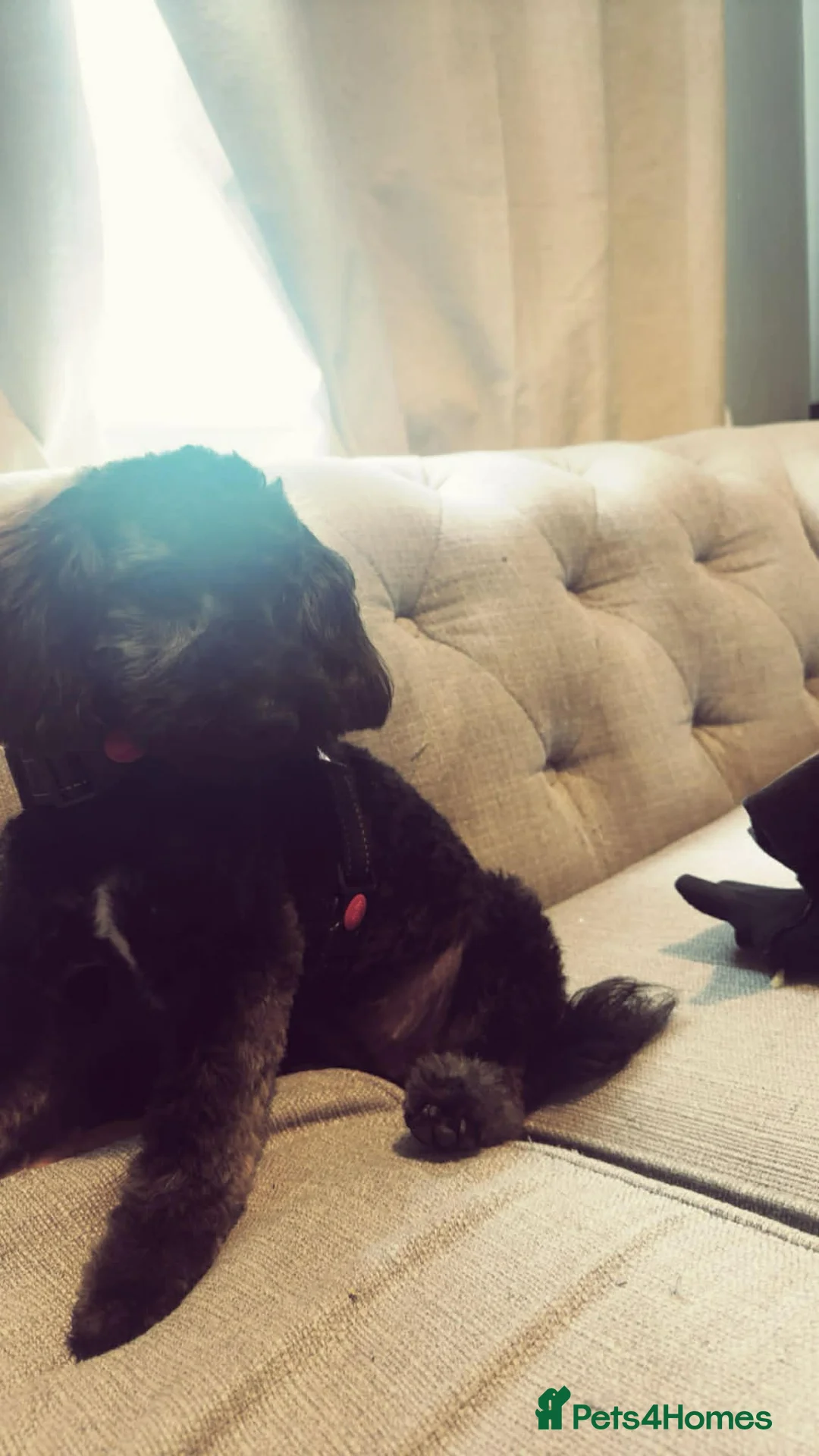 Mixed Breed dogs for sale: 1 year old female  - Advert 2