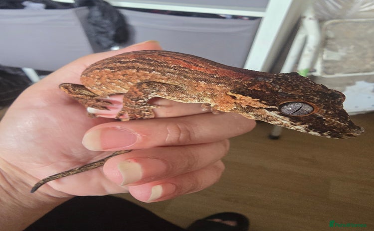 Gecko reptiles - Advert 3