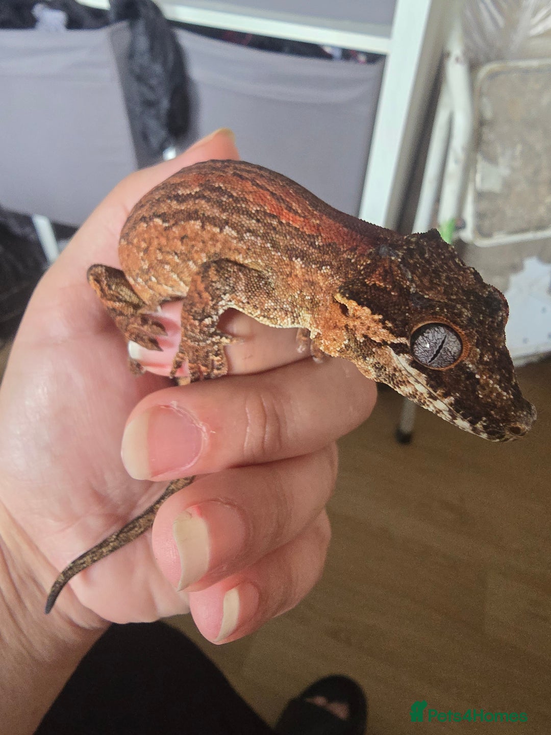 Gecko reptiles for sale: Red stripe Gargoyle Gecko with exoterra  - Image 1