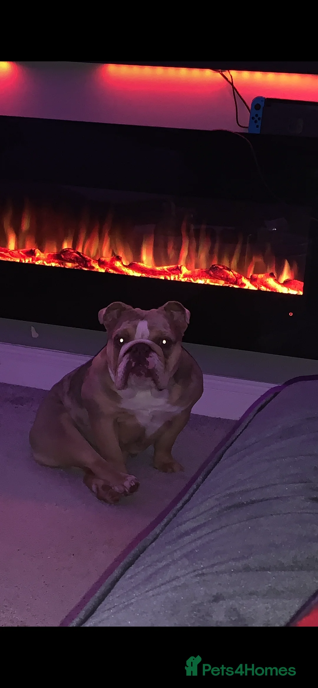 English Bulldog dogs for sale: English Bulldog female - lilac Merle  in Waltham Cross - Advert 2