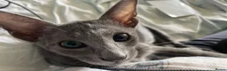 Oriental cats for sale: 2. stunning oriental kittens now available  - Advert 18