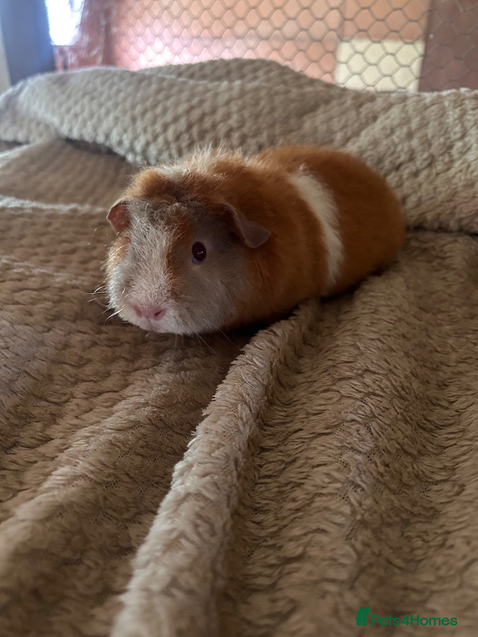 Guinea Pig rodents Lovely pure breed guinea pig girls  - Advert 4