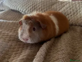 Guinea Pig rodents Lovely pure breed guinea pig girls - Advert 6