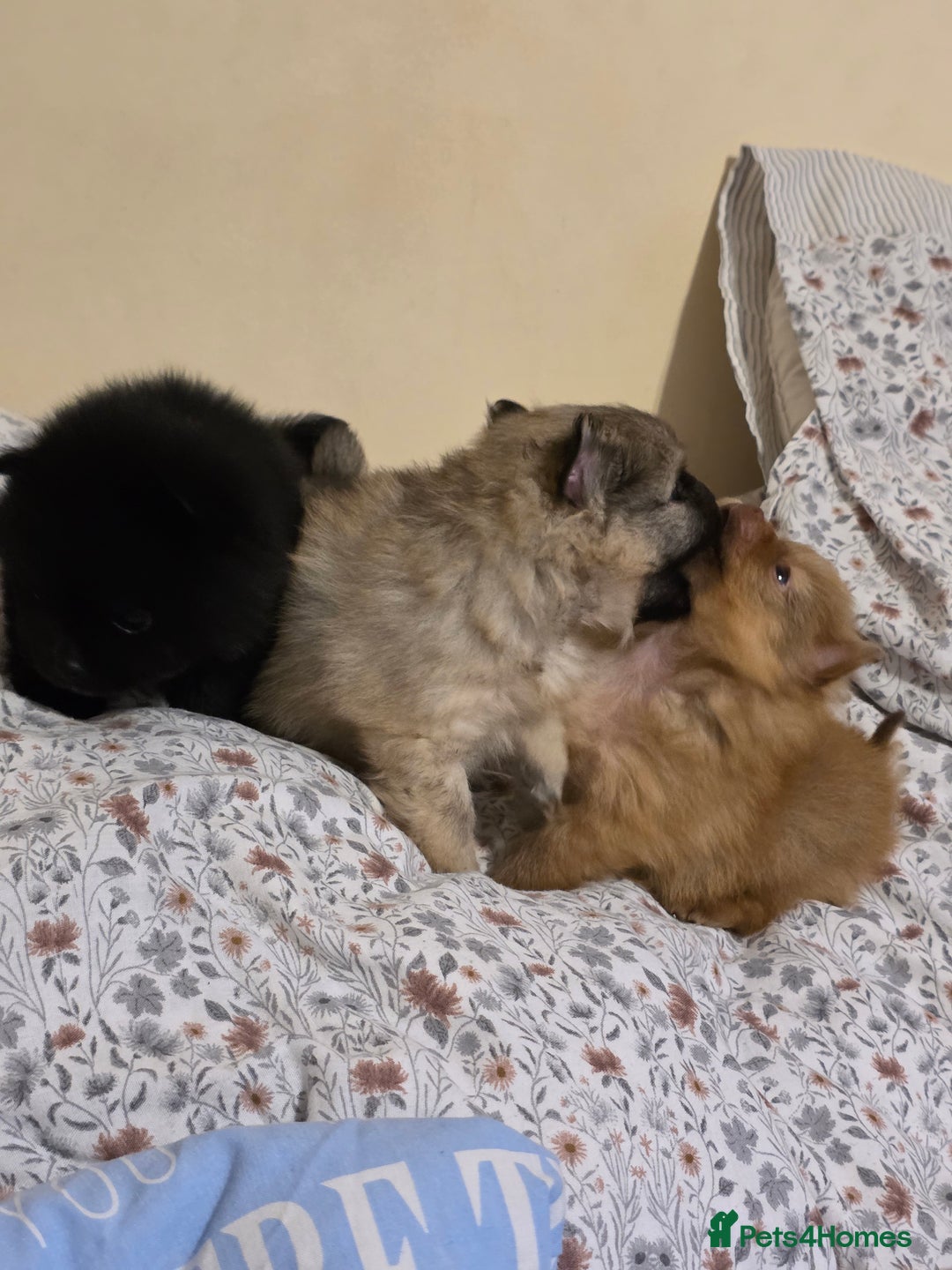 Pomeranian dogs for sale: Hello - Advert 5