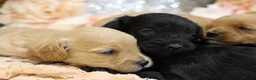 Cavapoo dogs for sale: *HEALTH TESTED*Cavapoo Puppies 5*LICENSED BREEDER* - Advert 10