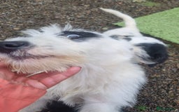 Mixed Breed dogs for adoption: Laura -In Ayr Looking for a home  - Image 10