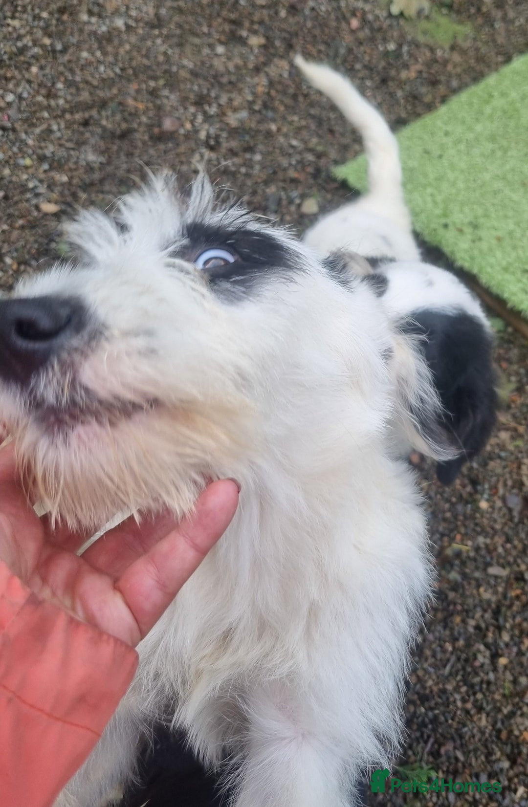 Mixed Breed dogs for adoption: Laura -In Ayr Looking for a home  - Image 10