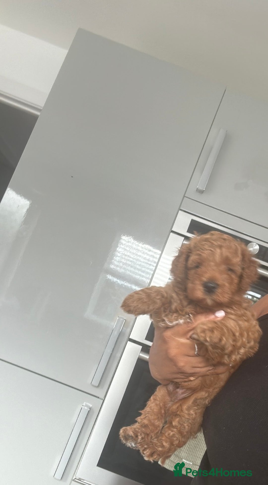 Cockapoo dogs for sale: LAST GORGEOUS RED TOY COCKAPOO PUPPY -  £1850 - Image 7