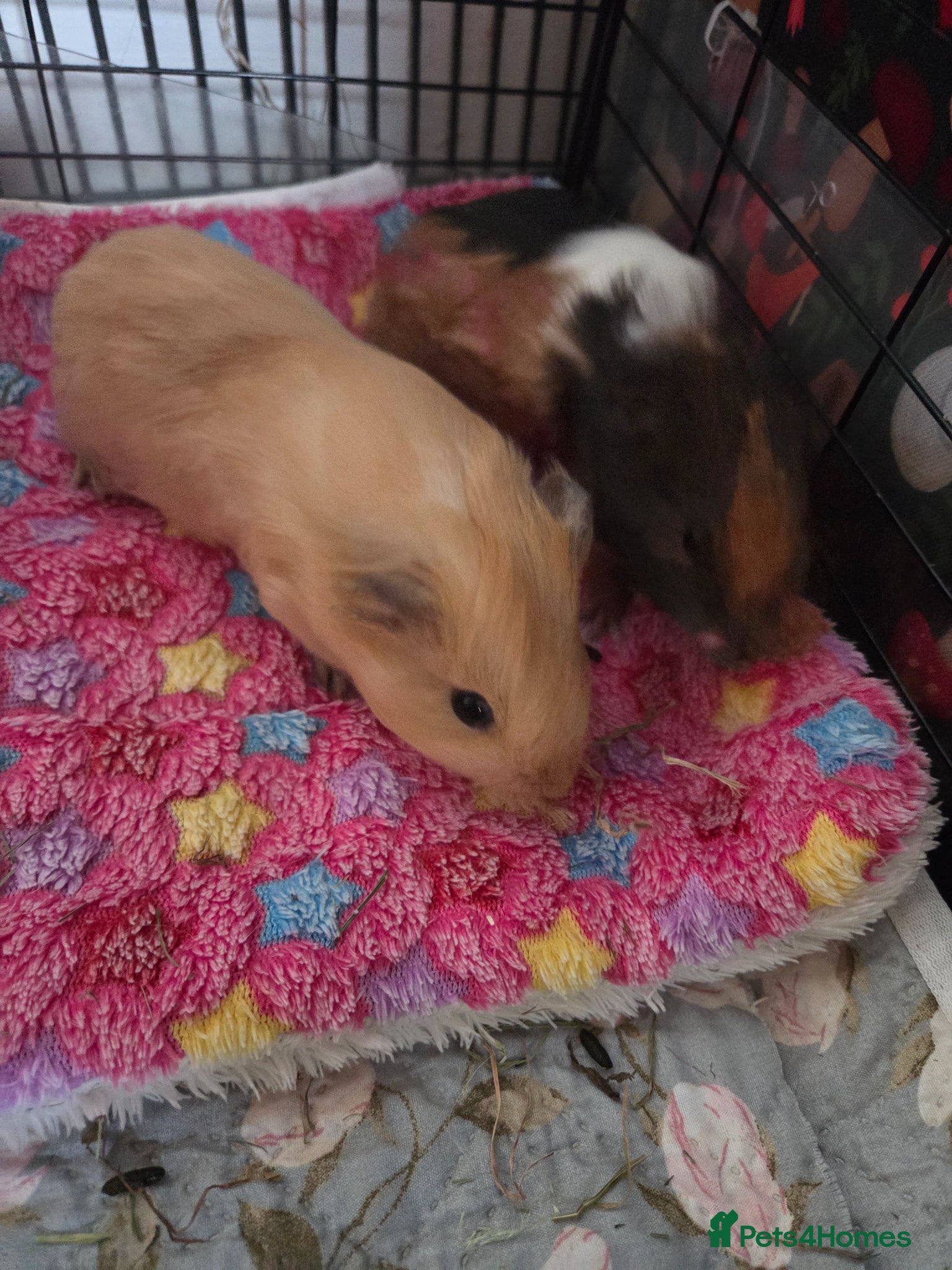 Guinea Pig rodents X2 boys and 1 girl  - Advert 2
