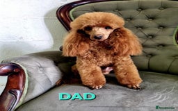 Cavapoo dogs for sale: Health checked Red cavapoo puppies - Image 7