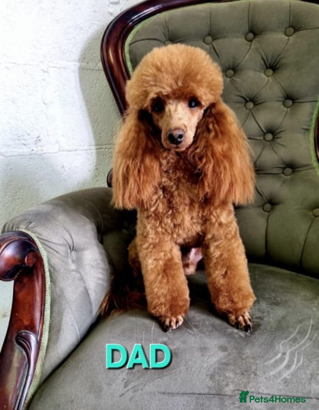 Cavapoo dogs for sale: Health checked Red cavapoo puppies - Image 7