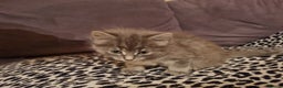 Mixed Breed cats for sale: Ghost tabby cats - Advert 6