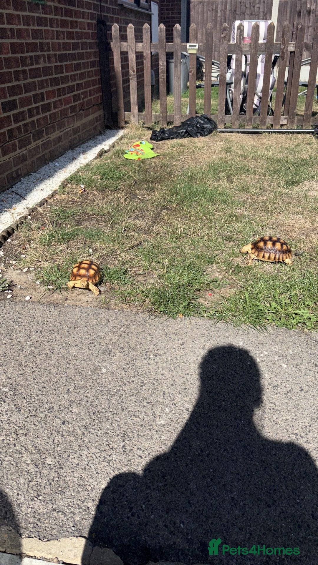 Tortoise reptiles Sulacta - Advert 14
